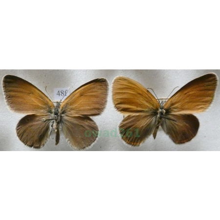 Coenonympha glycerion (Borkhausen, 1788) 2xmale Strzępotek glicerion Czech48f
